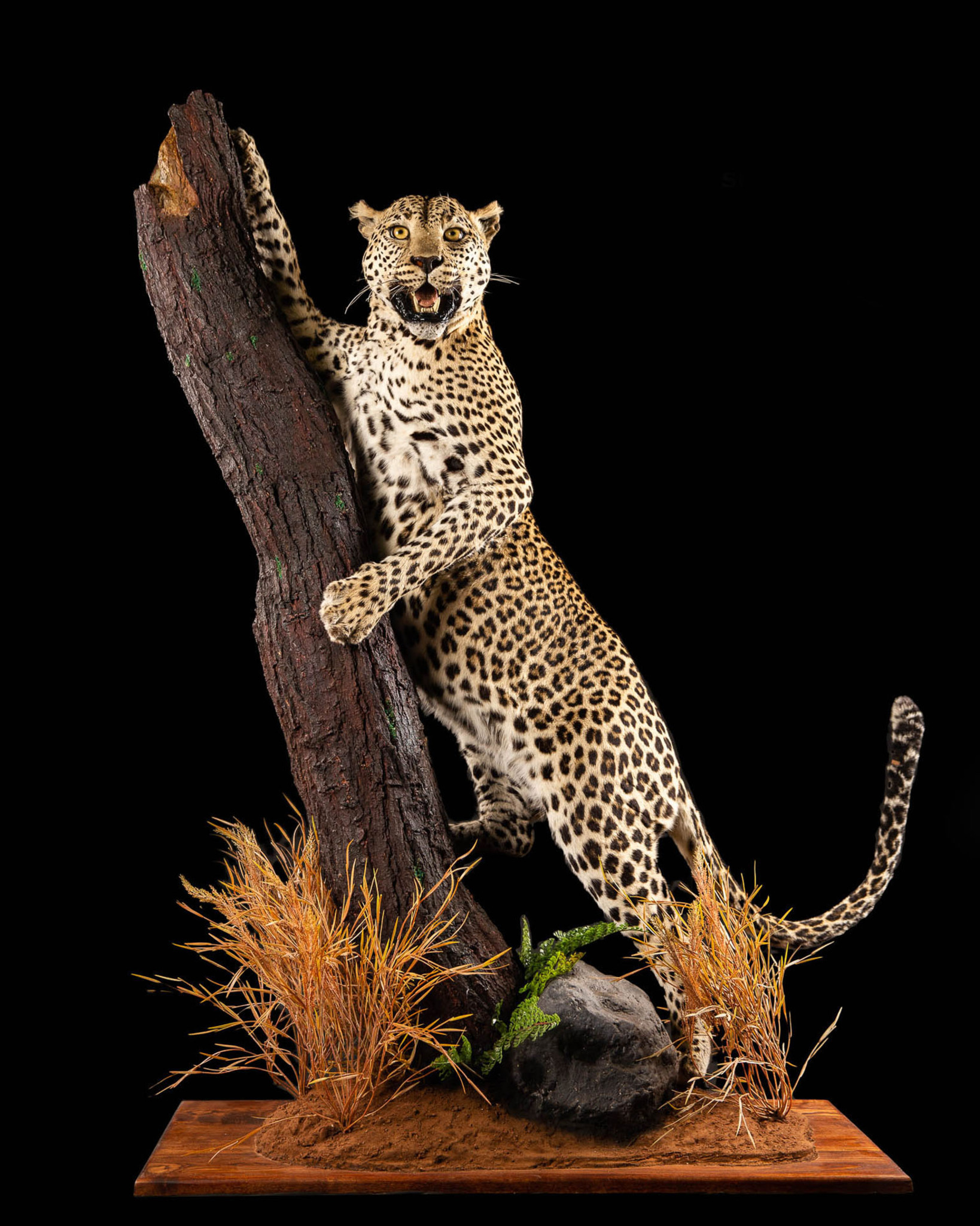 Leopard - Full Mount - Marking Territory - Splitting Image Taxidermy